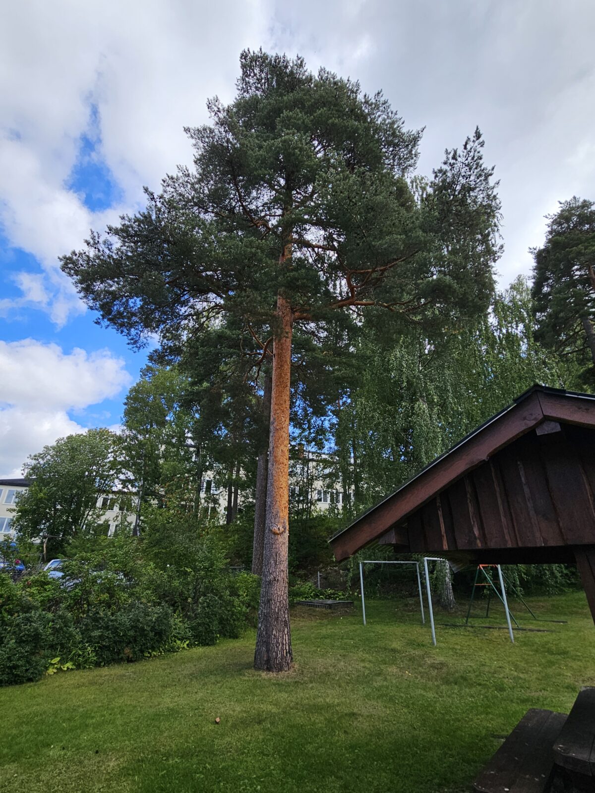 Trädfällning på Högberget